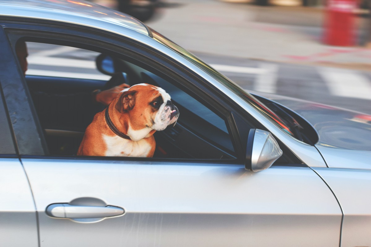 Dog in a car | CarMoney.co.uk